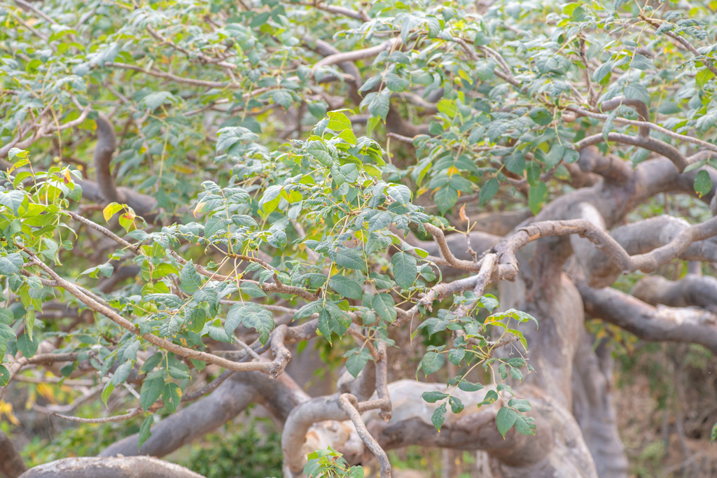 Commiphora ornifolia