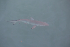 Carcharhinus limbatus