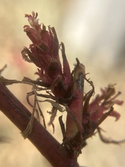 Rose rosette emaravirus