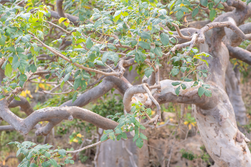 Commiphora ornifolia