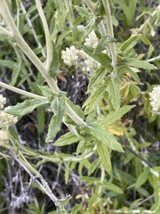 Pseudognaphalium microcephalum