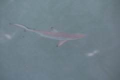 Carcharhinus limbatus