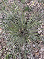 Yucca constricta