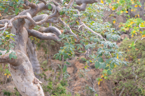 Commiphora ornifolia