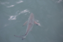 Carcharhinus limbatus