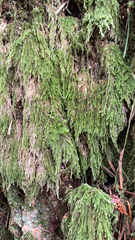 Hypnum circinale