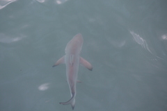 Carcharhinus limbatus