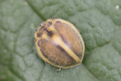 Epilachna clandestina