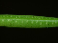 Veronica townsonii