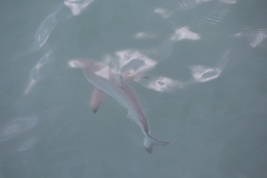 Carcharhinus limbatus