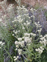 Pseudognaphalium microcephalum