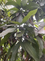 Mangifera
