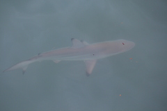 Carcharhinus limbatus