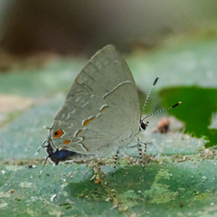 Dicya eumorpha