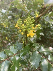 Berberis pinnata