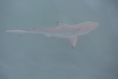 Carcharhinus limbatus