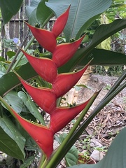 Heliconia stricta