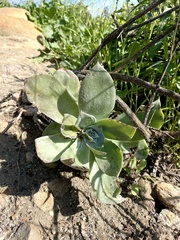 Dudleya pulverulenta