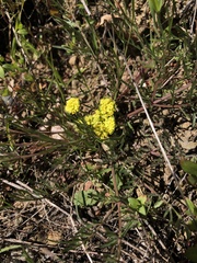 Lomatium utriculatum