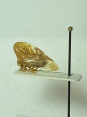 Smilia camelus