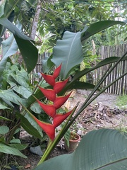 Heliconia stricta
