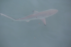 Carcharhinus limbatus