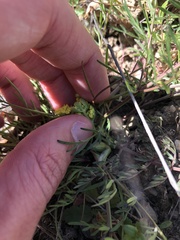 Lomatium utriculatum