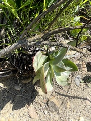 Dudleya pulverulenta