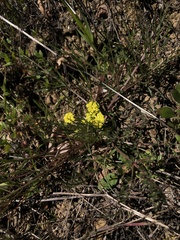 Lomatium utriculatum