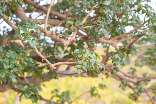Commiphora ornifolia