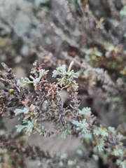 Artemisia maritima