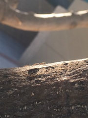 Linepithema humile