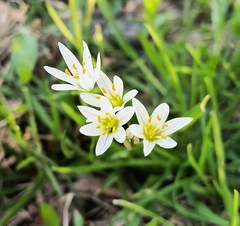 Nothoscordum bivalve