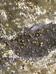 Caloplaca cerina