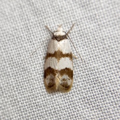Chezala brachypepla