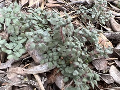 Parietaria pensylvanica