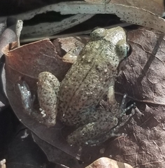 Eleutherodactylus rogersi