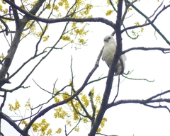 Pseudastur albicollis