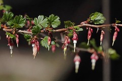 Ribes californicum