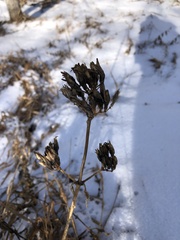Saponaria officinalis
