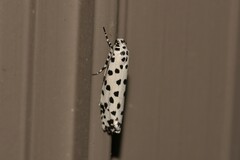 Ethmia clytodoxa