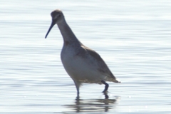 Calidris himantopus