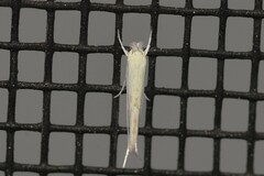 Stegommata sulfuratella