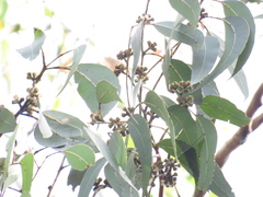 Eucalyptus hallii