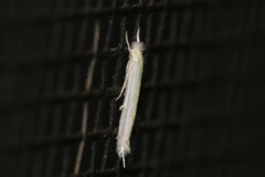 Stegommata sulfuratella