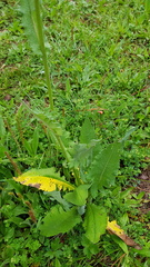 Senecio sennikovii