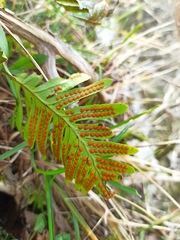 Polypodium cambricum