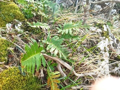 Polypodium cambricum