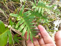 Polypodium cambricum