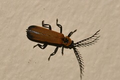 Cladophorus cinctus